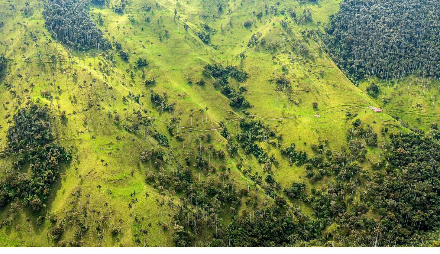 Mediterranean terrain — aerial forest landscape